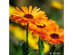 Plant de Calendula Officinal